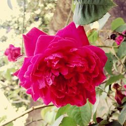 Close-up of pink rose blooming outdoors