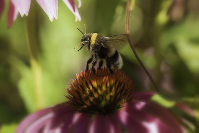 Close-up of bee pollinating on flower
