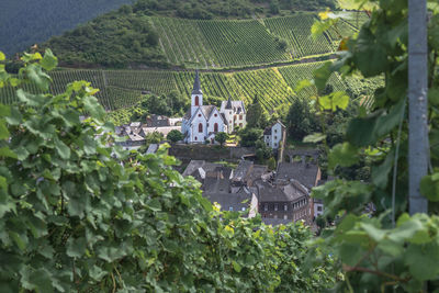 High angle view of buildings surrounded by vineyards 