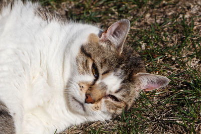 Close-up of kitten sleeping on field