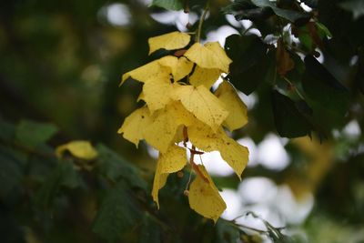 Close-up of yellow maple leaves on tree