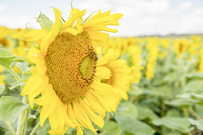 Close-up of sunflower on field