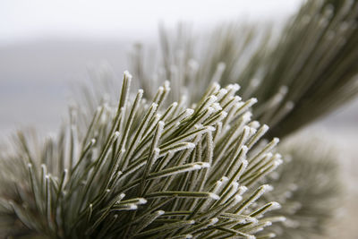 Close-up of frozen plant