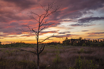 Bare tree on field against sky during sunset