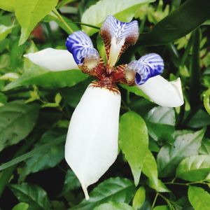 Close-up of white flowering plant