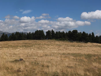 Trees on field against sky