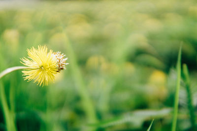 Close-up of yellow flower blooming on field