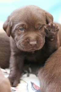 Close-up portrait of puppy