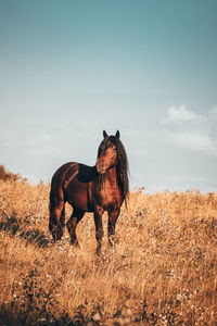 Horse standing in a field