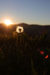 Close-up of flowering plant on field against sky during sunset