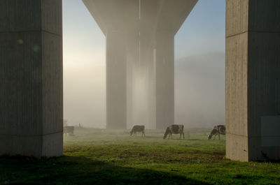 Cows below bridge on field during foggy weather