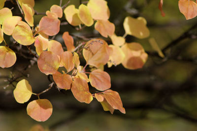 Close-up of flowering plant leaves