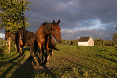 Low angle view of chestnut horse standing in a large field during a stormy weather golden hour 