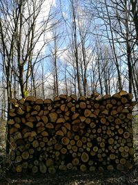 Stack of logs against trees