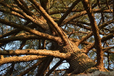 Low angle view of tree in forest against sky