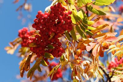 Close-up of red berries on tree