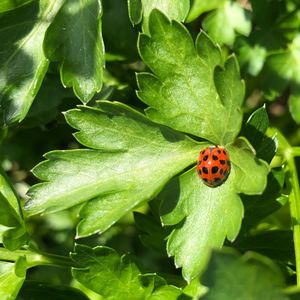 Close-up of ladybug on leaf