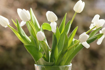 Close-up of white flowering plant