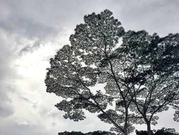Low angle view of trees against sky