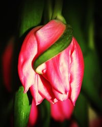 Close-up of flower blooming outdoors