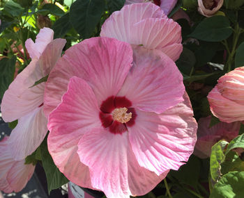 Close-up of pink flowers blooming outdoors
