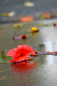 Close-up of red flower floating on water