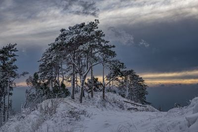 Trees on snow covered field against sky during sunset