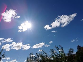 Low angle view of sunlight streaming through trees