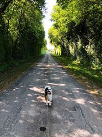 Dog standing on road amidst trees