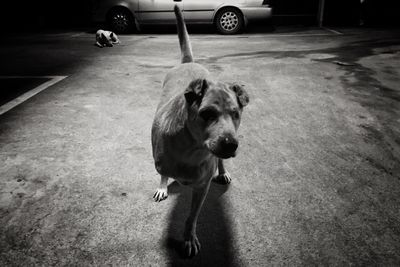 Portrait of dog standing by car in city
