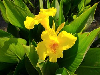 Close-up of yellow flower