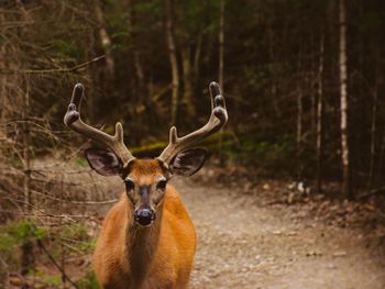 Close-up portrait of deer standing on field in forest