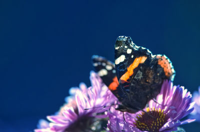 Close-up of butterfly pollinating on purple flower