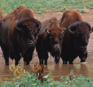 Bison in a field