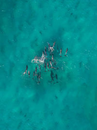 Aerial view of dolphins swimming in sea