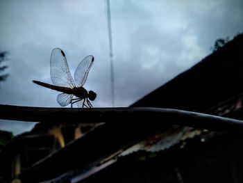 Close-up of dragonfly on plant against sky