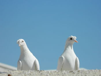 Doves perching against clear blue sky