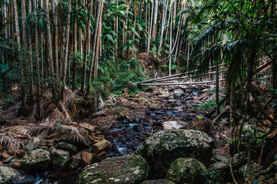 Plants and trees in forest