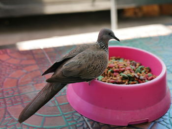 High angle view of bird perching on table