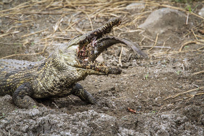 Lizard in a forest