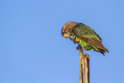 Low angle view of bird perching on wooden post against sky