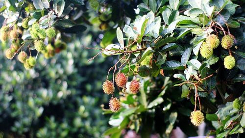 Close-up of berries growing on tree