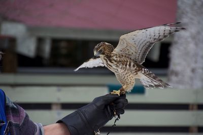 Close-up of falcon on hand