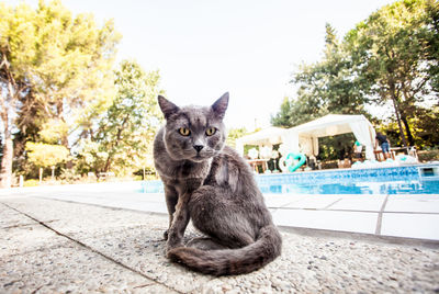 Portrait of cat sitting against sky