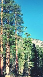 Low angle view of trees against clear blue sky