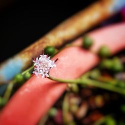 Close-up of hand on pink flower