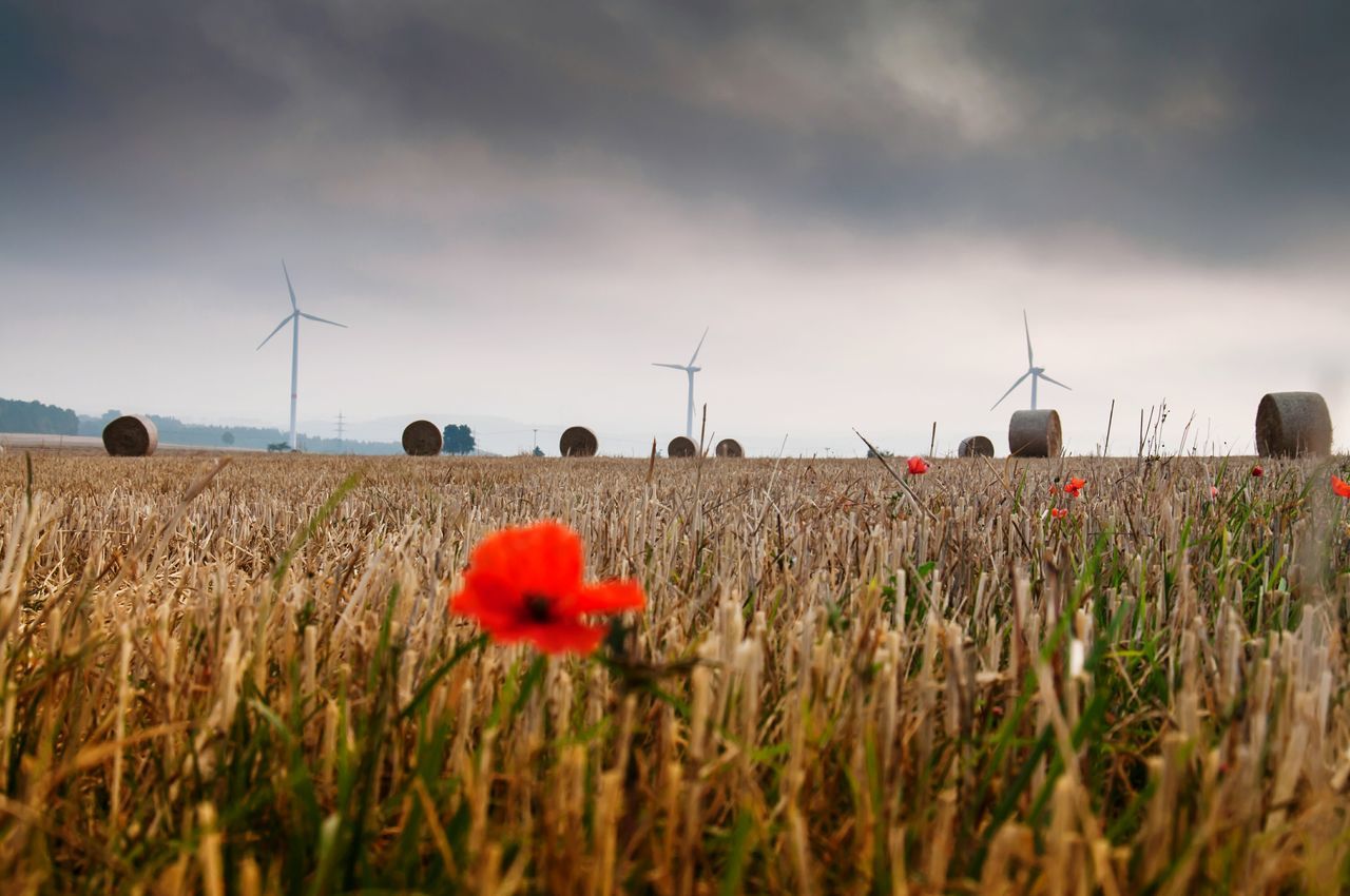 field, rural scene, agriculture, sky, landscape, flower, farm, growth, plant, poppy, crop, cloud - sky, nature, beauty in nature, wind power, windmill, freshness, cereal plant, cloud, tranquility