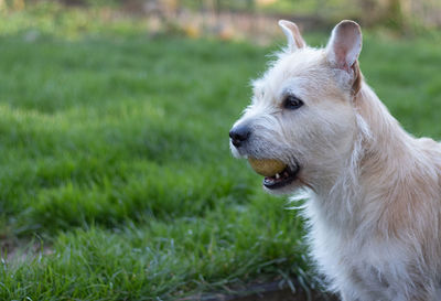 Close-up of dog looking away on field