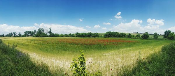 Scenic view of agricultural field against sky