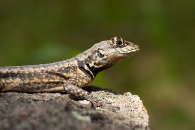 Close-up of lizard on rock